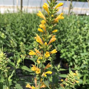 Agastache Kudos 'Kudos Yellow'