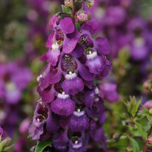 Angelonia Serenita™ Purple