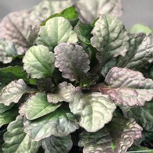 Ajuga reptans 'Catlin's Giant'