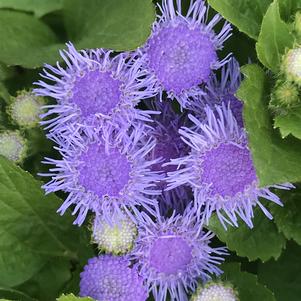 Ageratum Aloha Blue