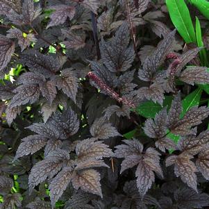 Actaea simplex 'Black Negligee'