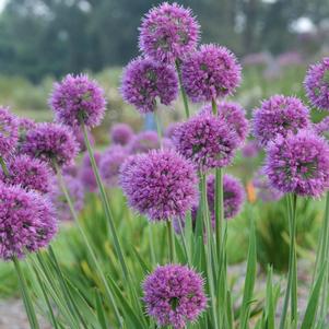 Allium 'Lavender Bubbles'