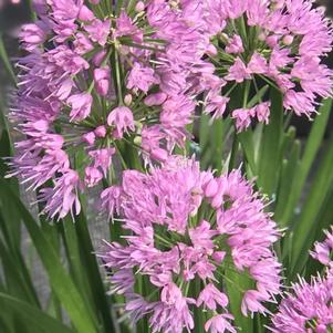 Allium 'Millenium'