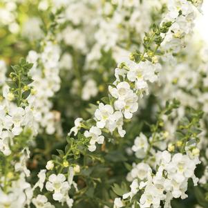 Angelonia Angelface® White