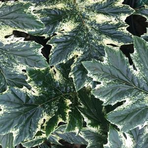 Acanthus 'Whitewater'