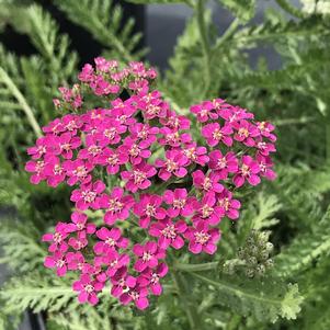 Achillea millefolium Milly Rock™ Rose