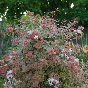 Abelia x grandiflora Tres Amigos®