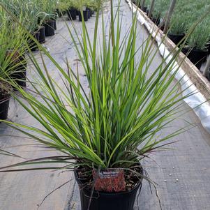 Andropogon gerardii 'Red October'