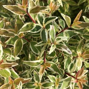 Abelia x grandiflora 'Radiance'