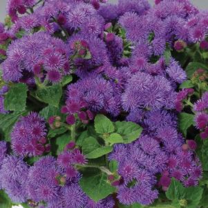 Ageratum 'Artist Blue'