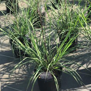 Andropogon gerardii Blackhawks