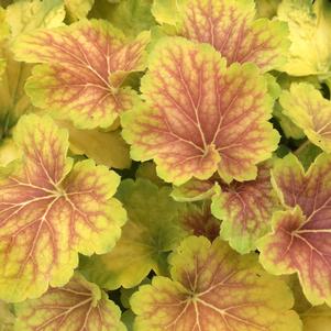 Heuchera 'Delta Dawn'