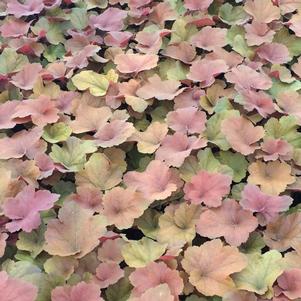 Heuchera 'Southern Comfort'