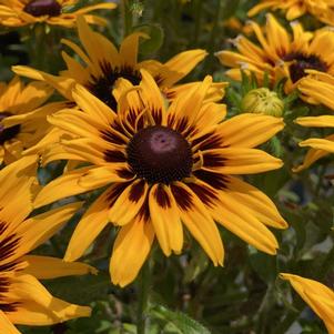 Rudbeckia hirta 'Denver Daisy'