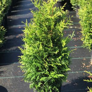 Thuja x 'Junior Giant'