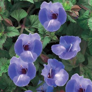 Torenia Summer Wave® Blue