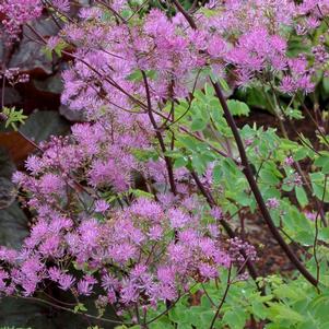 Thalictrum 'Black Stockings'