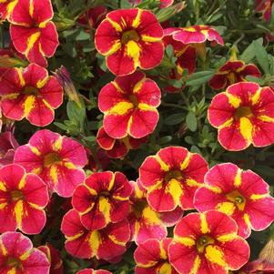 Calibrachoa hybrid Superbells® Cardinal Star™