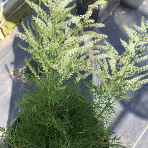 Aruncus 'Fairy Hair'