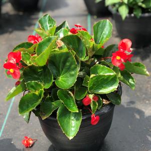 Begonia BIG™ Red with Green Leaf