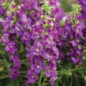 Angelonia Angelface® Blue