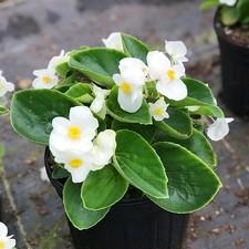 Begonia Super Cool White