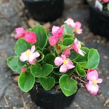 Begonia Super Cool Pink