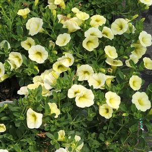 Calibrachoa Superbells® Yellow Chiffon