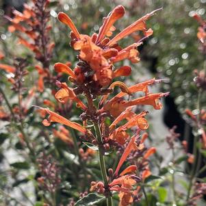 Agastache Kudos 'Kudos Mandarin'