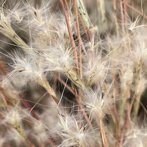 Andropogon ternarius