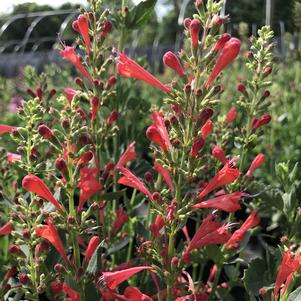 Agastache Kudos 'Kudos Red'