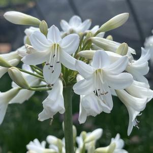 Agapanthus 'Galaxy White'