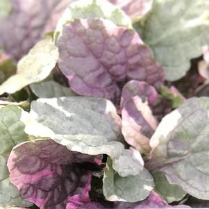 Ajuga reptans 'Burgundy Glow'