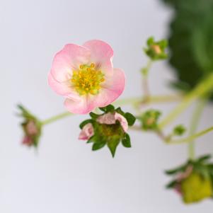 Fragaria x ananassa Bushel and Berry® Rosy Belle™