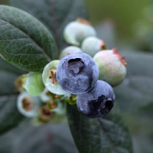 Vaccinium Bushel and Berry® Pink Icing®