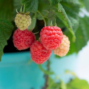 Rubus idaeus Bushel and Berry® Raspberry Shortcake®