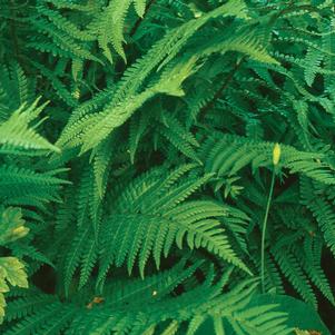 Polystichum acrostichoides 