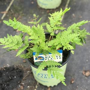 Osmunda cinnamomea