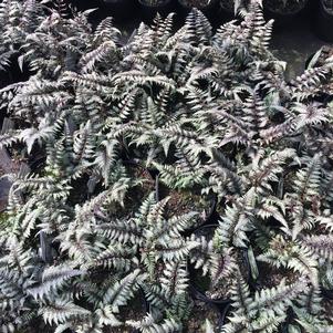 Athyrium niponicum 'Pictum'