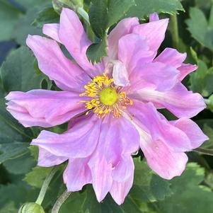Anemone 'Pretty Lady Emily'