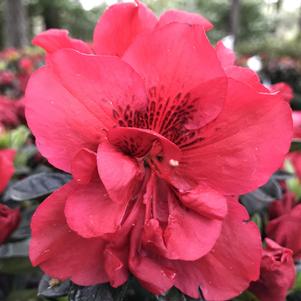 Azalea x Encore® Autumn Bonfire®