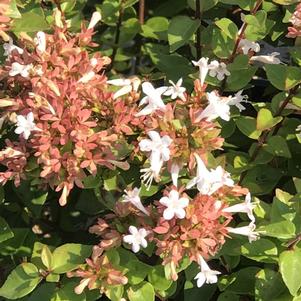 Abelia x grandiflora 'Rose Creek'