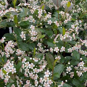 Aronia melanocarpa Low Scape Snowfire®