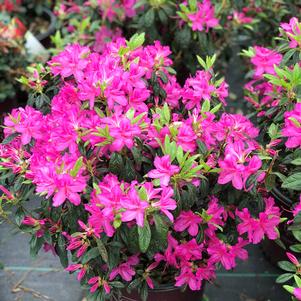 Azalea x Encore® Autumn Amethyst®