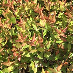 Abelia x grandiflora 'Little Richard'