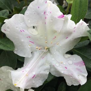 Azalea x Encore® Autumn Lily®