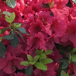 Azalea 'Girard's Crimson'