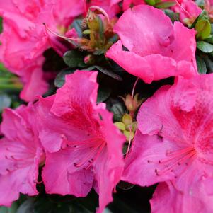 Azalea Perfecto Mundo® Epic Pink™