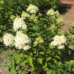 Hydrangea paniculata 'Limelight' (tree form)