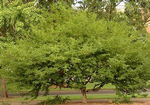 Styrax japonicus 